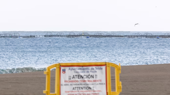 Picifactoría Gran Canaria