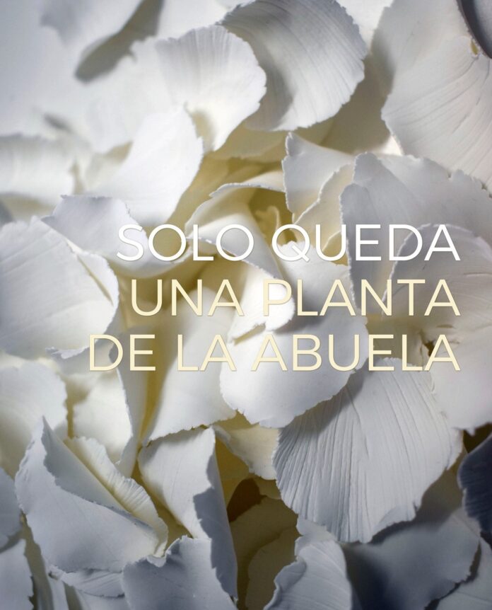 Solo queda una planta de la abuela